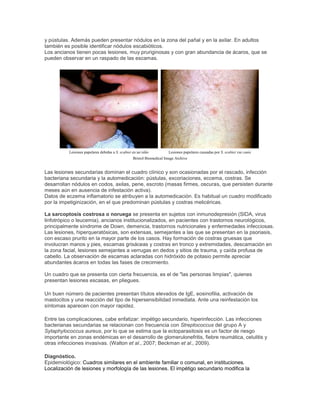 y pústulas. Además pueden presentar nódulos en la zona del pañal y en la axilar. En adultos
también es posible identificar nódulos escabióticos.
Los ancianos tienen pocas lesiones, muy pruriginosas y con gran abundancia de ácaros, que se
pueden observar en un raspado de las escamas.
Lesiones papulares debidas a S. scabiei en un niño Lesiones papulares causadas por S. scabiei var canis
Bristol Biomedical Image Archive
Las lesiones secundarias dominan el cuadro clínico y son ocasionadas por el rascado, infección
bacteriana secundaria y la automedicación: pústulas, excoriaciones, eccema, costras. Se
desarrollan nódulos en codos, axilas, pene, escroto (masas firmes, oscuras, que persisten durante
meses aún en ausencia de infestación activa).
Datos de eczema inflamatorio se atribuyen a la automedicación. Es habitual un cuadro modificado
por la impetiginización, en el que predominan pústulas y costras melicéricas.
La sarcoptosis costrosa o noruega se presenta en sujetos con inmunodepresión (SIDA, virus
linfotrópico o leucemia), ancianos institucionalizados, en pacientes con trastornos neurológicos,
principalmente síndrome de Down, demencia, trastornos nutricionales y enfermedades infecciosas.
Las lesiones, hiperqueratósicas, son extensas, semejantes a las que se presentan en la psoriasis,
con escaso prurito en la mayor parte de los casos. Hay formación de costras gruesas que
involucran manos y pies, escamas grisáceas y costras en tronco y extremidades, descamación en
la zona facial, lesiones semejantes a verrugas en dedos y sitios de trauma, y caída profusa de
cabello. La observación de escamas aclaradas con hidróxido de potasio permite apreciar
abundantes ácaros en todas las fases de crecimiento.
Un cuadro que se presenta con cierta frecuencia, es el de "las personas limpias", quienes
presentan lesiones escasas, en pliegues.
Un buen número de pacientes presentan títulos elevados de IgE, eosinofilia, activación de
mastocitos y una reacción del tipo de hipersensibilidad inmediata. Ante una reinfestación los
síntomas aparecen con mayor rapidez.
Entre las complicaciones, cabe enfatizar: impétigo secundario, hiperinfección. Las infecciones
bacterianas secundarias se relacionan con frecuencia con Streptococcus del grupo A y
Sytaphylococcus aureus, por lo que se estima que la ectoparasitosis es un factor de riesgo
importante en zonas endémicas en el desarrollo de glomerulonefritis, fiebre reumática, celulitis y
otras infecciones invasivas. (Walton et al., 2007; Beckman et al., 2009).
Diagnóstico.
Epidemiológico: Cuadros similares en el ambiente familiar o comunal, en instituciones.
Localización de lesiones y morfología de las lesiones. El impétigo secundario modifica la
 
