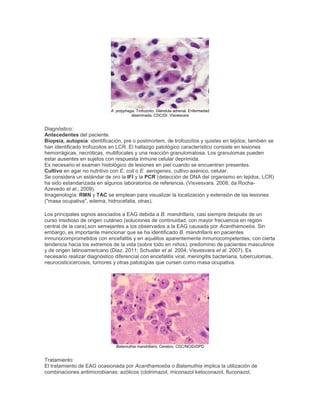 A. polyphaga. Trofozoíto. Glándula adrenal. Enfermedad
diseminada. CDC/Dr. Visvesvara
Diagnóstico:
Antecedentes del paciente.
Biopsia, autopsia: identificación, pre o postmortem, de trofozoítos y quistes en tejidos; también se
han identificado trofozoitos en LCR. El hallazgo patológico característico consiste en lesiones
hemorrágicas, necróticas, multifocales y una reacción granulomatosa. Los granulomas pueden
estar ausentes en sujetos con respuesta inmune celular deprimida.
Es necesario el examen histológico de lesiones en piel cuando se encuentren presentes.
Cultivo en agar no nutritivo con E. coli o E. aerogenes, cultivo axénico, celular.
Se considera un estándar de oro la IFI y la PCR (detección de DNA del organismo en tejidos, LCR)
ha sido estandarizada en algunos laboratorios de referencia. (Visvesvara. 2008; da Rocha-
Azevedo et al., 2009).
Imagenología: RMN y TAC se emplean para visualizar la localización y extensión de las lesiones
("masa ocupativa", edema, hidrocefalia, otras).
Los principales signos asociados a EAG debida a B. mandrillaris, casi siempre después de un
curso insidioso de origen cutáneo (soluciones de continuidad, con mayor frecuencia en región
central de la cara),son semejantes a los observados a la EAG causada por Acanthamoeba. Sin
embargo, es importante mencionar que se ha identificado B. mandrillaris en pacientes
inmunocomprometidos con encefalitis y en aquéllos aparentemente inmunocompetentes, con cierta
tendencia hacia los extremos de la vida (sobre todo en niños), predominio de pacientes masculinos
y de origen latinoamericano (Diaz. 2011; Schuster et al. 2004; Visvesvara et al. 2007). Es
necesario realizar diagnóstico diferencial con encefalitis viral, meningitis bacteriana, tuberculomas,
neurocisticicercosis, tumores y otras patologías que cursen como masa ocupativa.
Balamuthia mandrillaris. Cerebro. CDC/NCID/DPD
Tratamiento:
El tratamiento de EAG ocasionada por Acanthamoeba o Balamuthia implica la utilización de
combinaciones antimicrobianas: azólicos (clotrimazol, miconazol ketoconazol, fluconazol,
 