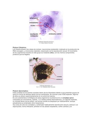 Trofozoíto Entamoeba histolytica
S.J. Upton, Kansas University
Phylum Ciliophora.
Los ciliados poseen dos clases de núcleos: macronúcleo (poliploide), implicado en la producción de
RNA mensajero, y micronúcleo (diploide), relacionado con la reproducción sexual. El movimiento
de los organismos incluidos en este grupo es mediante cilios, con los mismos componentes
proteicos que los flagelos.
Trofozoíto Balantidium coli
Dr. J. C. Fox. Oklahoma State University.
Phylum Apicomplexa.
Estos protistas se encuentran incluidos dentro de los Alveolados debido a que presentan grupos de
sacos en forma de alveolos dentro de sus membranas. Se conocen unas 4 000 especies. Algunos
de ellos se utilizan experimentalmente en el control de insectos.
Es una característica morfológica de estos organismos la presencia de un complejo apical,
compuesto por micronemas, roptrias, 1 ó 2 anillos polares electrodensos y, en algunas especies,
un conoide dentro de los anillos. Las formas móviles se desplazan por deslizamiento, aunque
actualmente se contemplan otros mecanismos.
Sus ciclos de vida son complejos y contemplan habitualmente reproducción sexual y asexual. Los
esporozoítos, forma infectante, penetran en las células hospederas, sufren cambios y se
 