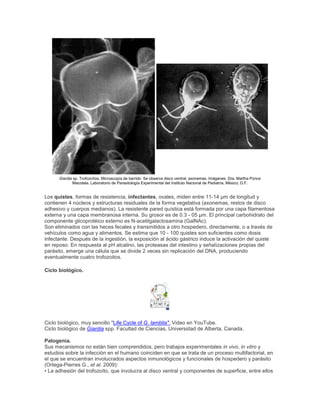 Giardia sp. Trofozoítos. Microscopía de barrido: Se observa disco ventral, axonemas. Imágenes: Dra. Martha Ponce
Macotela. Laboratorio de Parasitología Experimental del Instituto Nacional de Pediatría, México, D.F.
Los quistes, formas de resistencia, infectantes, ovales, miden entre 11-14 µm de longitud y
contienen 4 núcleos y estructuras residuales de la forma vegetativa (axonemas, restos de disco
adhesivo y cuerpos medianos). La resistente pared quística está formada por una capa filamentosa
externa y una capa membranosa interna. Su grosor es de 0.3 - 05 µm. El principal carbohidrato del
componente glicoprotéico externo es N-acetilgalactosamina (GalNAc).
Son eliminados con las heces fecales y transmitidos a otro hospedero, directamente, o a través de
vehículos como agua y alimentos. Se estima que 10 - 100 quistes son suficientes como dosis
infectante. Después de la ingestión, la exposición al ácido gástrico induce la activación del quiste
en reposo. En respuesta al pH alcalino, las proteasas del intestino y señalizaciones propias del
parásito, emerge una célula que se divide 2 veces sin replicación del DNA, produciendo
eventualmente cuatro trofozoitos.
Ciclo biológico.
Ciclo biológico, muy sencillo "Life Cycle of G. lamblia". Video en YouTube.
Ciclo biológico de Giardia spp. Facultad de Ciencias, Universidad de Alberta, Canada.
Patogenia.
Sus mecanismos no están bien comprendidos, pero trabajos experimentales in vivo, in vitro y
estudios sobre la infección en el humano coinciden en que se trata de un proceso multifactorial, en
el que se encuentran involucrados aspectos inmunológicos y funcionales de hospedero y parásito
(Ortega-Pierres G., et al. 2009):
• La adhesión del trofozoíto, que involucra al disco ventral y componentes de superficie, entre ellos
 