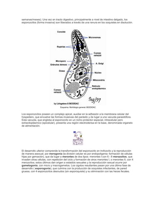 semanas/meses). Una vez en tracto digestivo, principalmente a nivel de intestino delgado, los
esporozoítos (forma invasiva) son liberados a través de una ranura en los ooquistes en disolución.
Esquema. Morfología general. BIODIDAC
Los esporozoítos poseen un complejo apical, auxiliar en la adhesión a la membrana celular del
hospedero, que envuelve las formas invasivas del parásito y da lugar a una vacuola parasitófora.
Esta vacuola, que engloba al esporozoíto en un nicho protector especial, intracelular pero
extracitoplásmico (epicelular), presenta una región electrodensa en la base, denominada organelo
de alimentación.
El desarrollo ulterior comprende la transformación del esporozoíto en trofozoíto y la reproducción
de manera asexual, por merogonia (la división celular es por endopoligenia: formación de células
hijas por gemación), que da lugar a merontes de dos tipos: merontes I con 6 - 8 merozoítos, que
invaden otras células, con repetición del ciclo y formación de otros merontes I, o merontes II, con 4
merozoítos; estos últimos dan origen a estadios sexuales y la reproducción sexual ocurre por
gametogonia, con micro y macrogametos. Los cigotos resultantes pasan por una última fase de
desarrollo ( esporogonia), que culmina con la producción de ooquistes infectantes, de pared
gruesa, con 4 esporozoítos desnudos (sin esporoquiste) y su eliminación con las heces fecales.
 