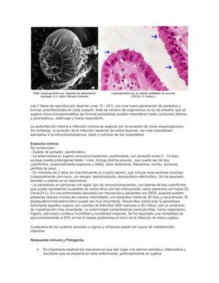 SEM. Cryptosporidium sp. Organelo de alimentación
expuesto. S.J. Upton, Kansas University
Cryptosporidium sp. en células epiteliales de vesícula.
CDC/Dr. E. Ewing Jr
Las 3 fases de reproducción abarcan unas 12 - 24 h, con una nueva generación de parásitos y
formas autoinfectantes en cada ocasión. Ante tal número de organismos no es de extrañar que en
sujetos inmunocomprometidos las formas parasitarias puedan extenderse hasta conductos biliares
y pancreáticos, estómago y tracto respiratorio.
La autoinfección interna e infección crónica se explican por la sucesión de ciclos esquizogónicos.
Sin embargo, la duración de la infección depende de varios factores, los más importantes
asociados a la inmunocompetencia, edad y nutrición de los hospederos.
Espectro clínico.
Se contemplan:
- Estado de portador, asintomático.
- La enfermedad en sujetos inmunocompetentes, autolimitada, con duración entre 2 - 14 días,
aunque puede prolongarse hasta 1 mes. Incluye diarrea acuosa , que puede ser de tipo
coleriforme, ocasionalmente explosiva y fétida, dolor abdominal, flatulencia, vómito, anorexia,
pérdida de peso.
- En menores de 2 años es más frecuente un cuadro severo, que incluye evacuaciones acuosas,
ocasionalmente con moco, sin sangre, deshidratación, desequilibrio electrolítico. Se ha asociado
también a retardo en el crecimiento.
- La parasitosis en personas con algún tipo de inmunocompromiso, con diarrea de tipo coleriforme
que puede representar la pérdida de varios litros (se han mencionado casos extremos con hasta 25
Litros/24 h). Es una enfermedad asociada con frecuencia a pacientes con SIDA, quienes pueden
presentar diarrea crónica de manera intermitente, con episodios hasta de 30 días y recurrencias. El
desequilibrio hidroelectrolítico puede ser muy importante. Desarrollan sobre todo la parasitosis
fulminante aquellos sujetos con cuentas de linfocitos CD4 menores a 50-100/µL con un síndrome
de malabsorción más importante. La enfermedad extraintestinal (vesícula biliar, tracto respiratorio,
hígado, páncreas) conlleva morbilidad y mortalidad mayores. Se ha reportado una mortalidad de
aproximadamente el 50% en los 6 meses posteriores al inicio de la infección en estos sujetos.
Cualquiera de los cuadros asociado a signos y síntomas puede ser causa de malabsorción
intestinal.
Respuesta inmune y Patogenia.
Es importante explicar los mecanismos que dan lugar a la diarrea osmótica, inflamatoria y
secretora que se presenta en esta enfermedad, particularmente en sujetos
 