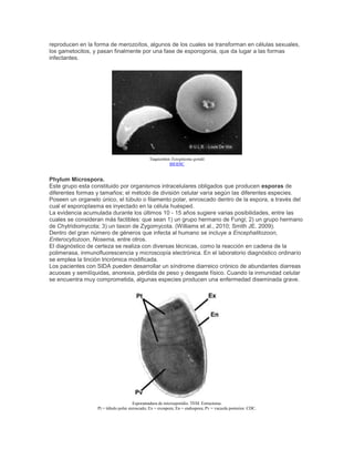 reproducen en la forma de merozoítos, algunos de los cuales se transforman en células sexuales,
los gametocitos, y pasan finalmente por una fase de esporogonia, que da lugar a las formas
infectantes.
Taquizoítos Toxoplasma gondii
BIODIC
Phylum Microspora.
Este grupo esta constituido por organismos intracelulares obligados que producen esporas de
diferentes formas y tamaños; el método de división celular varía según las diferentes especies.
Poseen un organelo único, el túbulo o filamento polar, enroscado dentro de la espora, a través del
cual el esporoplasma es inyectado en la célula huésped.
La evidencia acumulada durante los últimos 10 - 15 años sugiere varias posibilidades, entre las
cuales se consideran más factibles: que sean 1) un grupo hermano de Fungi; 2) un grupo hermano
de Chytridiomycota; 3) un taxon de Zygomycota. (Williams et al., 2010; Smith JE. 2009).
Dentro del gran número de géneros que infecta al humano se incluye a Encephalitozoon,
Enterocytozoon, Nosema, entre otros.
El diagnóstico de certeza se realiza con diversas técnicas, como la reacción en cadena de la
polimerasa, inmunofluorescencia y microscopía electrónica. En el laboratorio diagnóstico ordinario
se emplea la tinción tricrómica modificada.
Los pacientes con SIDA pueden desarrollar un síndrome diarreico crónico de abundantes diarreas
acuosas y semilíquidas, anorexia, pérdida de peso y desgaste físico. Cuando la inmunidad celular
se encuentra muy comprometida, algunas especies producen una enfermedad diseminada grave.
Esporamadura de microsporidio. TEM. Estructuras.
Pt = túbulo polar enroscado; Ex = exospora; En = endospora; Pv = vacuola posterior. CDC.
 