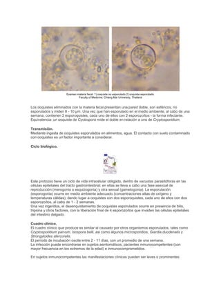 Examen materia fecal. 1) ooquiste no esporulado 2) ooquiste esporulado.
Faculty of Medicine, Chiang Mai University, Thailand
Los ooquistes eliminados con la materia fecal presentan una pared doble, son esféricos, no
esporulados y miden 8 - 10 µm. Una vez que han esporulado en el medio ambiente, al cabo de una
semana, contienen 2 esporoquistes, cada uno de ellos con 2 esporozoítos - la forma infectante.
Equivalencia: un ooquiste de Cyclospora mide el doble en relación a uno de Cryptosporidium.
Transmisión.
Mediante ingesta de ooquistes esporulados en alimentos, agua. El contacto con suelo contaminado
con ooquistes es un factor importante a considerar.
Ciclo biológico.
Este protozoo tiene un ciclo de vida intracelular obligado, dentro de vacuolas parasitóforas en las
células epiteliales del tracto gastrointestinal; en ellas se lleva a cabo una fase asexual de
reproducción (merogonia o esquizogonia) y otra sexual (gametogonia). La esporulación
(esporogonia) ocurre en medio ambiente adecuado (concentraciones altas de oxígeno y
temperaturas cálidas), dando lugar a ooquistes con dos esporoquistes, cada uno de ellos con dos
esporozoítos, al cabo de 1 - 2 semanas.
Una vez ingeridos, el desenquistamiento de ooquistes esporulados ocurre en presencia de bilis,
tripsina y otros factores, con la liberación final de 4 esporozoítos que invaden las células epiteliales
del intestino delgado.
Cuadro clínico.
El cuadro clínico que produce es similar al causado por otros organismos esporulados, tales como
Cryptosporidium parvum, Isospora belli, asi como algunos microsporidios, Giardia duodenalis y
Strongyloides stercoralis.
El período de incubación oscila entre 2 - 11 días, con un promedio de una semana.
La infección puede encontrarse en sujetos asintomáticos, pacientes inmunocompetentes (con
mayor frecuencia en los extremos de la edad) e inmunocomprometidos.
En sujetos inmunocompetentes las manifestaciones clínicas pueden ser leves o prominentes:
 