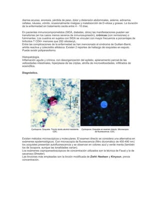 diarrea acuosa, anorexia, pérdida de peso, dolor y distensión abdominales, astenia, adinamia,
cefalea, náusea, vómito, ocasionalmente mialgias y malabsorción de D-xilosa y grasas. La duración
de la enfermedad sin tratamiento oscila entre 4 - 10 días.
En pacientes inmunocomprometidos (SIDA, diabetes, otros) las manifestaciones pueden ser
transitorias (en los casos menos severos de inmunosupresión), crónicas (con remisiones) o
fulminantes. Los cuadros en sujetos con SIDA se vinculan con mayor frecuencia a porcentajes de
linfocitos T CD4+ menores que 200 células/µL.
Entre las complicaciones de la enfermedad se han mencionado el síndrome de Guillain-Barré,
artritis reactiva y colecistitis alitiásica. Existen 2 reportes de hallazgo de ooquistes en esputo.
Puede existir poliparasitismo.
Histopatología.
Inflamación aguda y crónica, con desorganización del epitelio, aplanamiento parcial de las
vellosidades intestinales, hiperplasia de las criptas, atrofia de microvellosidades, infiltrados de
eosinófilos.
Diagnóstico.
Cyclospora. Ooquiste. Tinción ácido alcohol resistente.
CDC.
Cyclospora. Ooquiste en examen directo. Microscopía
de fluorescencia. CDC.
Existen métodos microscópicos y moleculares. El examen directo se considera una alternativa en
exámenes epidemiológicos. Con microscopía de fluorescencia (filtro dicromático de 450-490 nm)
los ooquistes presentan autofluorescencia y se observan en colores azul y verde menta (también
los de Isospora, aunque las tonalidades varían).
Los exámenes coproparasitoscópicos de concentración utilizados son la técnica de Faust y la de
sacarosa (Sheater).
Las tinciones más empleadas son la tinción modificada de Ziehl- Neelsen y Kinyoun, previa
concentración.
 