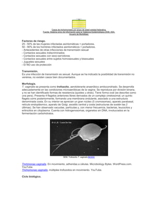 Casos de trichomoniasis por grupo de edad/ entidad federativa.
Fuente: Sistema único de Información para la Vigilancia Epidemiológica 2008, SSA.
Anuario de Morbilidad.
Factores de riesgo.
25 - 50% de las mujeres infectadas asintomáticas = portadores.
50 - 90% de los hombres infectados asintomáticos = portadores.
- Antecedentes de otras infecciones de transmisión sexual
- Contactos sexuales indiscriminados
- Contactos sexuales con sexo-servidoras
- Contactos sexuales entre sujetos homosexuales y bisexuales
- Juguetes sexuales
- El NO uso de protección
Transmisión.
Es una infección de transmisión es sexual. Aunque se ha indicado la posibilidad de transmisión no
venérea, no existen casos bien documentados.
Morfología.
T. vaginalis se presenta como trofozoito, aerotolerante anaeróbico amitocondriado. Se desarrolla
adecuadamente en las condiciones microaeróbicas de la vagina. Se reproduce por división binaria,
y no se han identificado formas de resistencia (quistes u otras). Tiene forma oval (se describe como
una pera). Presenta 4 flagelos anteriores libres derivados de un complejo cinetosomal; un quinto
flagelo corre posteriormente, formando una membrana ondulante, asociado a una estructura
denominada costa. En su interior se aprecian un gran núcleo (5 cromosomas), aparato parabasal,
retículo endoplásmico, aparato de Golgi, axostilo central y costa (estructuras de sostén las 2
últimas). Se han observado vacuolas, partículas y, con menor frecuencia, bacterias, leucocitos y
eritrocitos en citoplasma. Cuenta con hidrogenosomas, organelos sin DNA, involucrados en la
fermentación carbohidratos.
SEM. Trofozoíto T. vaginalis.BIODIC
Trichmonas vaginalis. En movimiento, adheridas a células. Microbiology Bytes. WordPress.com.
YouTube.
Trichomonas vaginalis, múltiples trofozoitos en movimiento. YouTube.
Ciclo biológico.
 