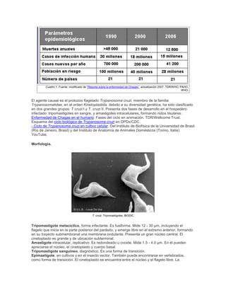 Cuadro 1. Fuente: modificado de "Reporte sobre la enfermedad de Chagas", actualización 2007. TDR/WHO, PAHO,
WHO.
El agente causal es el protozoo flagelado Trypanosoma cruzi, miembro de la familia
Trypanosomatidae, en el orden Kinetoplastida. debido a su diversidad genética, ha sido clasificado
en dos grandes grupos: T cruzi I y T. cruzi II. Presenta dos fases de desarrollo en el hospedero
infectado: tripomastigotes en sangre, y amastigotes intracelulares, formando nidos tisulares.
Enfermedad de Chagas en el humano. Fases del ciclo en animación. TDR/Wellcome Trust.
Esquema del ciclo biológico de Trypanosoma cruzi en DPDx/CDC.
- Ciclo de Trypanosoma cruzi en cultivo celular. Del Instituto de Biofísica de la Universidad de Brasil
(Río de Janeiro, Brasil) y del Instituto de Anatomía de Animales Domésticos (Torino, Italia).
YouTube.
Morfología.
T. cruzi. Tripomastigotes. BIODIC
Tripomastigote metacíclico, forma infectante. Es fusiforme. Mide 12 - 30 µm, incluyendo el
flagelo que inicia en la parte posterior del parásito, y emerge libre en el extremo anterior, formando
en su trayecto submembranal una membrana ondulante. Presenta un gran núcleo central. El
cinetoplasto es grande y de ubicación subterminal.
Amastigote intracelular, replicativo. Es redondeado u ovoide. Mide 1.5 - 4.0 µm. En él pueden
apreciarse el núcleo, el cinetoplasto y cuerpo basal.
Tripomastigote sanguíneo, diagnóstico. Es una forma de transición.
Epimastigote, en cultivos y en el insecto vector. También puede encontrarse en vertebrados,
como forma de transición. El cinetoplasto se encuentra entre el núcleo y el flagelo libre. La
 