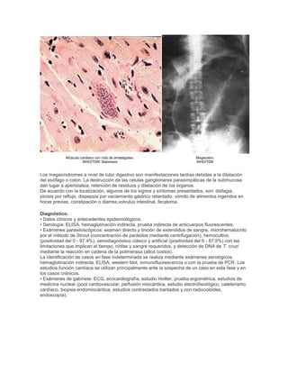 Músculo cardíaco con nido de amastigotes.
WHO/TDR/ Stammers
Megacolon.
WHO/TDR
Los megasíndromes a nivel de tubo digestivo son manifestaciones tardías debidas a la dilatación
del esófago o colon. La destrucción de las celulas ganglionares parasimpáticas de la submucosa
dan lugar a aperistalsia, retención de residuos y dilatación de los órganos.
De acuerdo con la localización, algunos de los signos y síntomas presentados, son: disfagia,
pirosis por reflujo, dispepsia por vaciamiento gástrico retardado, vómito de alimentos ingeridos en
horas previas, constipación o diarrea,volvulus intestinal, fecaloma.
Diagnóstico.
• Datos clínicos y antecedentes epidemiológicos.
• Serología: ELISA, hemaglutinación indirecta, prueba indirecta de anticuerpos fluorescentes.
• Exámenes parasitoscópicos: examen directo y tinción de extendidos de sangre, microhematocrito
por el método de Strout (concentración de parásitos mediante centrifugación), hemocultivo
(positividad del 0 - 97.4%), xenodiagnóstico clásico y artificial (positividad del 9 - 87.5%) con las
limitaciones que implican el tiempo, ninfas y sangre requeridos, y detección de DNA de T. cruzi
mediante la reacción en cadena de la polimerasa (altos costos).
La identificación de casos en fase indeterminada se realiza mediante exámenes serológicos:
hemaglutinación indirecta, ELISA, western blot, inmunofluorescencia o con la prueba de PCR. Los
estudios función cardíaca se utilizan principalmente ante la sospecha de un caso en esta fase y en
los casos crónicos.
• Exámenes de gabinete: ECG, ecocardiografía, estudio Hollter, prueba ergométrica, estudios de
medicina nuclear (pool cardiovascular, perfusión miocárdica, estudio electrofisiológico, cateterismo
cardíaco, biopsia endomiocárdica, estudios contrastados baritados y con radiocoloides,
endoscopía).
 