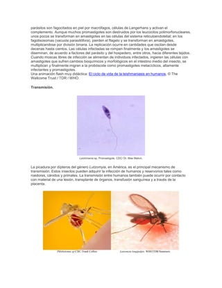 parásitos son fagocitados en piel por macrófagos, células de Langerhans y activan el
complemento. Aunque muchos promastigotes son destruidos por los leucocitos polimorfonucleares,
unos pocos se transforman en amastigotes en las células del sistema reticuloendotelial; en los
fagolisosomas (vacuola parasitófora), pierden el flagelo y se transforman en amastigotes,
multiplicandose por división binaria. La replicación ocurre en cantidades que oscilan desde
decenas hasta cientos. Las células infectadas se rompen finalmente y los amastigotes se
diseminan, de acuerdo a factores del parásito y del hospedero, entre otros, hacia diferentes tejidos.
Cuando moscas libres de infección se alimentan de individuos infectados, ingieren las células con
amastigotes que sufren cambios bioquímicos y morfológicos en el intestino medio del insecto, se
multiplican y finalmente migran a la probóscide como promastigotes metacíclicos, altamente
infectantes y promastigotes.
Una animación flash muy didáctica: El ciclo de vida de la leishmaniasis en humanos, © The
Wellcome Trust / TDR / WHO.
Transmisión.
Leishmania sp. Promastigote. CDC/ Dr. Mae Melvin.
La picadura por dípteros del género Lutzomyia, en América, es el principal mecanismo de
transmisión. Estos insectos pueden adquirir la infección de humanos y reservorios tales como
roedores, cánidos y primates. La transmisión entre humanos también puede ocurrir por contacto
con material de una lesión, transplante de órganos, transfusión sanguínea y a través de la
placenta.
Phlebotomus sp.CDC/ Frank Collins Lutzomyia longipalpis. WHO/TDR/Stammers
 