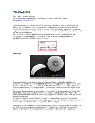 TOXOPLASMOSIS
Dra. Teresa Uribarren Berrueta
Departamento de Microbiología y Parasitología, Facultad de Medicina, UNAM
berrueta@servidor.unam.mx
Toxoplasma gondii es un coccidio tisular de distribución cosmopolita, intracelular obligado, del
Phylum Apicomplexa, con 3 grupos genealógicos I-III y diversas cepas atípicas, que afecta a
mamíferos y aves. Se estima que infecta de manera crónica un tercio de la población mundial y a
un gran número de otros mamíferos, así como aves. La prevalencia de la infección puede ser hasta
del 80% en algunos países.
Aunque la infección primaria es habitualmente asintomática (90% de los casos) o leve, se
considera un importante patógeno oportunista, ya que la infección se asocia a severas
complicaciones en los principales grupos en riesgo:
• sujetos
inmunocomprometidos
• mujeres embarazadas
• fetos y recién nacidos
Morfología.
T. gondii. Esporozoíto, eritrocito. Microscopía de de barrido. BIODIC
Toxoplasma gondii invade la mayoría de las células nucleadas y adopta formas diferentes:
Ooquistes: Los felinos, hospederos definitivos, eliminan los ooquistes no esporulados en heces
fecales, infectantes al cabo de 1 - 5 días en medio ambiente (suelo). Los ooquistes esporulados
son ovoidales, miden 10 - 12 µm y contienen 2 esporoquistes, cada uno con cuatro esporozoítos.
Taquizoítos: formas replicativas, intracelulares, responsables de la diseminación y la destrucción
tisular. Miden 3 µm x 6 µm, de forma oval, con un extremo aguzado y el otro redondeado. Se
reproducen rápidamente por división binaria (endodiogenia) en vacuolas parasitóforas que forman
en células nucleadas.
Son de importancia fundamental los micronemas, roptrias y gránulos densos en la adhesión,
invasión, formación de la vacuola parasitófora y adquisición de nutrientes. La replicación conduce a
la lisis celular y a la diseminación de taquizoítos a diferentes tejidos.
Bradizoítos: formas quiescentes, contenidas en quistes tisulares, de reproducción lenta. Miden 1.5
µm x 7.0 µm y son morfológicamente semejantes a los taquizoítos. Dan lugar a inmunidad no
estéril y en condiciones de inmunocompromiso se reactivan y diseminan como taquizoítos.
 
