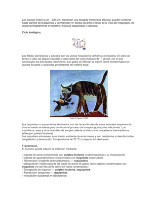 Los quistes miden 5 µm - 200 µm, presentan una delgada membrana elástica, pueden contener
hasta cientos de bradizoítos y permanecer en tejidos durante el resto de la vida del hospedero. Se
ubican principalmente en cerebro, músculo esquelético y cardíaco.
Ciclo biológico.
Los félidos domésticos y salvajes son los únicos hospederos definitivos conocidos. En ellos se
llevan a cabo las etapas sexuales y asexuales del ciclo biológico de T. gondii, por lo que
constituyen los principales reservorios. Los gatos se infectan al ingerir carne contaminada con
quistes tisulares u ooquistes procedentes de materia fecal.
Pablo Picasso (1939)
Los ooquistes no esporulados eliminados con las heces fecales de estos animales requieren de
días en medio ambiente para continuar el proceso de la esporogonia y ser infectantes. Los
mamíferos, aves y otros animales de sangre caliente actúan como hospederos intermediarios
(albergan quistes tisulares).
Los ooquistes sobreviven en el medio ambiente durante meses y son resistentes a desinfectantes,
congelación y desecación. Temperaturas de 70 °C o mayores los destruyen.
Transmisión.
El humano puede adquirir la infección mediante:
- Ingesta de carne contaminada con quistes tisulares cruda/malcocida o su manipulación
- Ingesta de agua/alimentos contaminados con ooquistes esporulados
- Transmisión congénita (transplacentaria) — taquizoítos
- Manipulación inadecuada de las cajas de arena de gatos/ otros objetos contaminados con
ooquistes (no tan frecuente como se había contemplado)
- Transplante de órganos — quistes tisulares, taquizoítos
- Transfusión sanguínea — taquizoítos
- Inoculación accidental en laboratorios
 