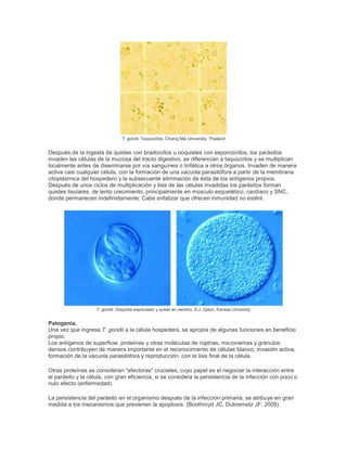 T. gondii. Taquizoítos. Chiang Mai University, Thailand
Después de la ingesta de quistes con bradizoítos u ooquistes con esporozoítos, los parásitos
invaden las células de la mucosa del tracto digestivo, se diferencian a taquizoítos y se multiplican
localmente antes de diseminarse por vía sanguínea o linfática a otros órganos. Invaden de manera
activa casi cualquier célula, con la formación de una vacuola parasitófora a partir de la membrana
citoplásmica del hospedero y la subsecuente eliminación de ésta de los antígenos propios.
Después de unos ciclos de multiplicación y lisis de las células invadidas los parásitos forman
quistes tisulares, de lento crecimiento, principalmente en músculo esquelético, cardíaco y SNC,
donde permanecen indefinidamente: Cabe enfatizar que ofrecen inmunidad no estéril.
T. gondii. Ooquiste esporulado y quiste en cerebro. S.J. Upton, Kansas University
Patogenia.
Una vez que ingresa T. gondii a la célula hospedera, se apropia de algunas funciones en beneficio
propio.
Los antígenos de superficie, proteínas y otras moléculas de roptrias, micronemas y gránulos
densos contribuyen de manera importante en el reconocimiento de células blanco, invasión activa,
formación de la vacuola parasitófora y reproducción, con la lisis final de la célula.
Otras proteínas se consideran "efectoras" cruciales, cuyo papel es el negociar la interacción entre
el parásito y la célula, con gran eficiencia, si se considera la persistencia de la infección con poco o
nulo efecto (enfermedad).
La persistencia del parásito en el organismo después de la infección primaria, se atribuye en gran
medida a los mecanismos que previenen la apoptosis. (Boothroyd JC, Dubremetz JF. 2008).
 