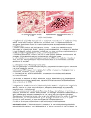 Corte histopatológico. Taquizoítos en cerebro.
Pt. con SIDA
Corte histopatológico. Taquizoítos en músculo cardíaco. Pt.
con SIDA
CDC/Dr. Edwin P Edwing Jr.
Toxoplasmosis congénita: Habitualmente es ocasionada por reactivación de bradizoítos en fase
latente, pero la infección aguda puede ocurrir a cualquier edad. En cortes histopatológicos
seobservan taquizoítos y quistes con bradizoítos en placenta, pero las lesiones necróticas son
poco frecuentes.
El sistema ventricular es el más afectado en el neonato. La obstrucción inflamatoria causa
hidrocefalia de los ventrículos tercero y lateral con necrosis y vasculitis. El incremento en la presión
intracerebral puede producir destrucción hipotalámica. Las áreas necróticas, ocasionadas en gran
medida por la desintegración de los quistes, usualmente se calcifican.
El daño es más importante cuando la infección se hace aparente durante el primer trimestre del
embarazo. Afortunadamente, es más frecuente en los tres últimos meses.
La enfermedad severa se presenta en aproximadamente el 10% de los productos infectados in
utero, aunque la mayor parte de las infecciones asintomáticas en el momento del nacimiento
redundarán en secuelas.
La patología severa manifiesta se presenta como:
infección generalizada, con hepatoesplenomegalia y compromiso de diversos órganos: neumonía
intersticial, miocarditis, ictericia.
Las lesiones en SNC incluyen microencefalia, hidrocefalia, convulsiones, retardo psicomotor y
coriorretinitis, estrabismo, ceguera, epilepsia.
La tretrada típica, rara, abarca: hidrocefalia o microcefalia, coriorretinitis y calcificaciones
cerebrales bilaterales.
Las secuelas se presentan en etapas posteriores, infancia, adolescencia, y en jovenes adultos.
Se ha sugerido una frecuencia de 2 casos por cada 1 000 nacimientos en la Ciudad de México
(Vela-Amieva M.,et al. 2005).
Toxoplasmosis ocular: con invasión retinal de taquizoitos. Debida a toxoplasmosis congénita en
la mayor parte de los casos, aunque se enfatiza la importancia de infección ocular adquirida
postnatalmente, a cualquier edad.
Las lesiones oculares son necróticas con frecuencia, destruyen la arquitectura de la retina y en
ocasiones involucran a la coroides (retinocoroiditis). Los hallazgos clásicos de la retinocoroiditis, la
lesión más frecuente, incluyen: lesiones blancas con intensa reacción inflamatoria en vítreo.
Cuando existen lesiones recurrentes, estas se aprecian habitualmente en los bordes de cicatrices
retinocoroidales, con frecuencia formando grupos. Su origen puede ser la ruptura de quistes
tisulares en estas lesiones o en otros tejidos (reactivación de los bradizoítos).
El grado de la necrosis resultante determinará la pérdida de la capacidad visual.
Inmunodeficiencia: En personas con SIDA u otra causa de inmunocompromiso (transplantes,
quimioterapia) es una causa importante de muerte, ya sea por reactivación o infección aguda, con
 