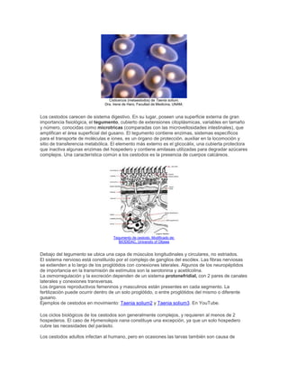 Cisticercos (metaestodos) de Taenia solium.
Dra. Irene de Haro, Facultad de Medicina, UNAM.
Los cestodos carecen de sistema digestivo. En su lugar, poseen una superficie externa de gran
importancia fisiológica, el tegumento, cubierto de extensiones citoplásmicas, variables en tamaño
y número, conocidas como microtricas (comparadas con las microvellosidades intestinales), que
amplifican el área superficial del gusano. El tegumento contiene enzimas, sistemas específicos
para el transporte de moléculas e iones, es un órgano de protección, auxiliar en la locomoción y
sitio de transferencia metabólica. El elemento más externo es el glicocálix, una cubierta protectora
que inactiva algunas enzimas del hospedero y contiene amilasas utilizadas para degradar azúcares
complejos. Una característica común a los cestodos es la presencia de cuerpos calcáreos.
Tegumento de cestodo. Modificado de:
BIODIDAC, University of Ottawa
Debajo del tegumento se ubica una capa de músculos longitudinales y circulares, no estriados.
El sistema nervioso está constituído por el complejo de ganglios del escólex. Las fibras nerviosas
se extienden a lo largo de los proglótidos con conexiones laterales. Algunos de los neuropéptidos
de importancia en la transmisión de estímulos son la serotonina y acetilcolina.
La osmorregulación y la excreción dependen de un sistema protonefridial, con 2 pares de canales
laterales y conexiones transversas.
Los órganos reproductivos femeninos y masculinos están presentes en cada segmento. La
fertilización puede ocurrir dentro de un solo proglótido, o entre proglótidos del mismo o diferente
gusano.
Ejemplos de cestodos en movimiento: Taenia solium2 y Taenia solium3. En YouTube.
Los ciclos biológicos de los cestodos son generalmente complejos, y requieren al menos de 2
hospederos. El caso de Hymenolepis nana constituye una excepción, ya que un solo hospedero
cubre las necesidades del parásito.
Los cestodos adultos infectan al humano, pero en ocasiones las larvas también son causa de
 