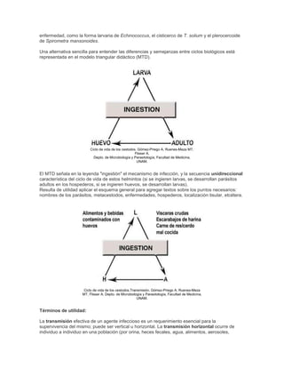 enfermedad, como la forma larvaria de Echinococcus, el cisticerco de T. solium y el plerocercoide
de Spirometra mansonoides.
Una alternativa sencilla para entender las diferencias y semejanzas entre ciclos biológicos está
representada en el modelo triangular didáctico (MTD).
Ciclo de vida de los cestodos. Gómez-Priego A, Ruenes-Meza MT,
Flisser A.
Depto. de Microbiología y Parasitología, Facultad de Medicina,
UNAM.
El MTD señala en la leyenda "ingestión" el mecanismo de infección, y la secuencia unidireccional
característica del ciclo de vida de estos helmintos (si se ingieren larvas, se desarrollan parásitos
adultos en los hospederos, si se ingieren huevos, se desarrollan larvas).
Resulta de utilidad aplicar el esquema general para agregar textos sobre los puntos necesarios:
nombres de los parásitos, metacestodos, enfermedades, hospederos, localización tisular, etcétera.
Ciclo de vida de los cestodos.Transmisión. Gómez-Priego A, Ruenes-Meza
MT, Flisser A. Depto. de Microbiología y Parasitología, Facultad de Medicina,
UNAM.
Términos de utilidad:
La transmisión efectiva de un agente infeccioso es un requerimiento esencial para la
supervivencia del mismo; puede ser vertical u horizontal. La transmisión horizontal ocurre de
individuo a individuo en una población (por orina, heces fecales, agua, alimentos, aerosoles,
 