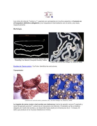 Los ciclos de vida de T.solium y T. saginata son semejantes en muchos aspectos; el humano es
el hospedero definitivo obligatorio y los hospederos intermediarios son el cerdo y las reses,
respectivamente.
Morfología.
Taenia saginata, extremo anterior con escólex (flecha). Dept. of
Parasitology, Fac. Medicine, Chiang Mai University, Thailand
T. solium. Dra. Irene de Haro Arteaga, Fac. Medicina, UNAM.
Escólex de Taenia solium, YouTube. Identifica las estructuras.
Transmisión:
Cisticercos en carne de cerdo y extraídos. Dra. I. de Haro Arteaga, Fac. Medicina, UNAM
La ingesta de carne cruda o mal cocida con cisticercos (carne de ganado vacuno/T.saginata y
carne de ganado porcino/T. solium) es el mecanismo de infección. El parásito se fija a intestino
delgado por medio del escólex y se desarrolla hasta adulto en el transcurso de 2 - 3 meses. El
daño que produce en la mucosa intestinal es mínimo.
 
