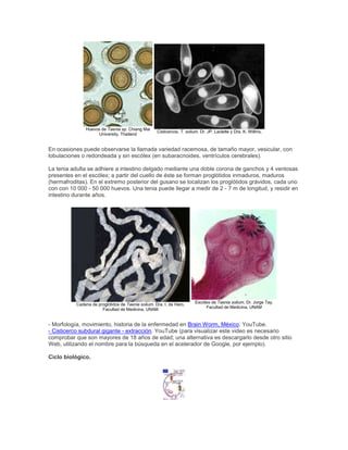 Huevos de Taenia sp. Chiang Mai
University, Thailand
Cisticercos. T. solium. Dr. JP. Laclette y Dra. K. Willms,
En ocasiones puede observarse la llamada variedad racemosa, de tamaño mayor, vesicular, con
lobulaciones o redondeada y sin escólex (en subaracnoides, ventrículos cerebrales).
La tenia adulta se adhiere a intestino delgado mediante una doble corona de ganchos y 4 ventosas
presentes en el escólex; a partir del cuello de éste se forman proglótidos inmaduros, maduros
(hermafroditas). En el extremo posterior del gusano se localizan los proglótidos grávidos, cada uno
con con 10 000 - 50 000 huevos. Una tenia puede llegar a medir de 2 - 7 m de longitud, y residir en
intestino durante años.
Cadena de proglótidos de Taenia solium. Dra. I. de Haro,
Facultad de Medicina, UNAM
Escólex de Taenia solium. Dr. Jorge Tay,
Facultad de Medicina, UNAM
- Morfología, movimiento, historia de la enfermedad en Brain Worm, México. YouTube.
- Cisticerco subdural gigante - extracción. YouTube (para visualizar este video es necesario
comprobar que son mayores de 18 años de edad; una alternativa es descargarlo desde otro sitio
Web, utilizando el nombre para la búsqueda en el acelerador de Google, por ejemplo).
Ciclo biológico.
 