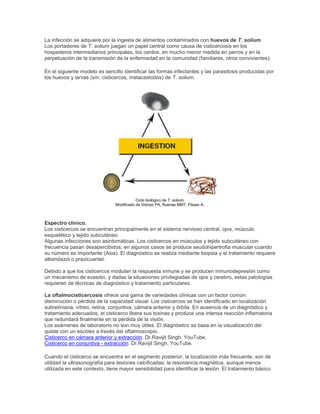 La infección se adquiere por la ingesta de alimentos contaminados con huevos de T. solium.
Los portadores de T. solium juegan un papel central como causa de cisticercosis en los
hospederos intermediarios principales, los cerdos, en mucho menor medida en perros y en la
perpetuación de la transmisión de la enfermedad en la comunidad (familiares, otros convivientes).
En el siguiente modelo es sencillo identificar las formas infectantes y las parasitosis producidas por
los huevos y larvas (sín. cisticercos, metacestodos) de T. solium.
Ciclo biológico de T. solium.
Modificado de Gómez PA, Ruenes MMT, Flisser A.
Espectro clínico.
Los cisticercos se encuentran principalmente en el sistema nervioso central, ojos, músculo
esquelético y tejido subcutáneo.
Algunas infecciones son asintomáticas. Los cisticercos en músculos y tejido subcutáneo con
frecuencia pasan desapercibidos; en algunos casos se produce seudohipertrofia muscular cuando
su número es importante (Asia). El diagnóstico se realiza mediante biopsia y el tratamiento requiere
albendazol o prazicuantel.
Debido a que los cisticercos modulan la respuesta inmune y se producen inmunodepresión como
un mecanismo de evasión, y dadas la situaciones privilegiadas de ojos y cerebro, estas patologías
requieren de técnicas de diagnóstico y tratamiento particulares.
La oftalmocisticercosis ofrece una gama de variedades clínicas con un factor común:
disminución o pérdida de la capacidad visual. Los cisticercos se han identificado en localización
subretiniana, vítreo, retina, conjuntiva, cámara anterior y órbita. En ausencia de un diagnóstico y
tratamiento adecuados, el cisticerco libera sus toxinas y produce una intensa reacción inflamatoria
que redundará finalmente en la pérdida de la visión.
Los exámenes de laboratorio no son muy útiles. El diagnóstico se basa en la visualización del
quiste con un escólex a través del oftalmoscopio.
Cisticerco en cámara anterior y extracción. Dr.Ravijit Singh. YouTube.
Cisticerco en conjuntiva - extracción. Dr.Ravijit Singh. YouTube.
Cuando el cisticerco se encuentra en el segmento posterior, la localización más frecuente, son de
utilidad la ultrasonografía para lesiones calcificadas; la resonancia magnética, aunque menos
utilizada en este contexto, tiene mayor sensibilidad para identificar la lesión. El tratamiento básico
 
