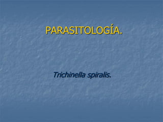 PARASITOLOGÍA.



 Trichinella spiralis.
 