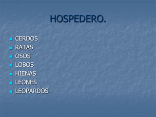 HOSPEDERO.
   CERDOS
   RATAS
   OSOS
   LOBOS
   HIENAS
   LEONES
   LEOPARDOS
 