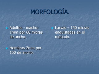 MORFOLOGÍA.

   Adultos - macho:       Larvas – 150 micras
    1mm por 60 micras       enquistadas en el
    de ancho.               músculo.

   Hembras-2mm por
    150 de ancho.
 