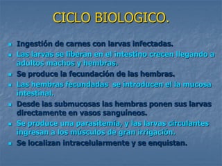 CICLO BIOLOGICO.
   Ingestión de carnes con larvas infectadas.
   Las larvas se liberan en el intestino crecen llegando a
    adultos machos y hembras.
   Se produce la fecundación de las hembras.
   Las hembras fecundadas se introducen el la mucosa
    intestinal.
   Desde las submucosas las hembras ponen sus larvas
    directamente en vasos sanguíneos.
   Se produce una parasitemia, y las larvas circulantes
    ingresan a los músculos de gran irrigación.
   Se localizan intracelularmente y se enquistan.
 
