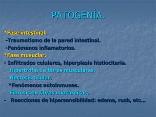 PATOGENÍA.
*Fase intestinal.
 -Traumatismo de la pared intestinal.
 -Fenómenos inflamatorios.
*Fase musuclar.
- Infiltrados celulares, hiperplasia histiocitaria.
- Hipertrofia de fibras musculares.

- Necrosis tisular.

  *Fenómenos autoinmunes.
- Fibrosis en fibras miocárdicas.

- Reacciones de hipersensibilidad: edema, rush, etc...
 