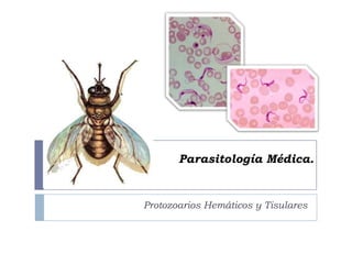 Parasitología Médica.
Protozoarios Hemáticos y Tisulares
 