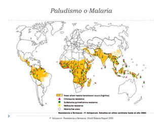 Paludismo o Malaria
 