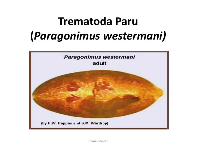 101+ Gambar Telur Cacing Paragonimus Westermani HD