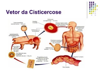 Vetor da Cisticercose
 