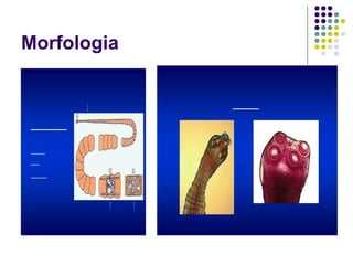 Morfologia
 