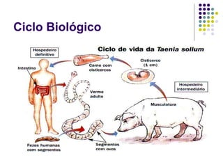 Ciclo Biológico
 
