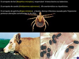 O carrapato-de-boi (Boophilus microplus), responsável tristeza bovina ou babesiose.
O carrapato-de-cavalo (Amblyomma cajennense), tifo exantemático ou riquettsiose.
O carrapato-de-galinha (Argas miniatus), a bouba, doença infecciosa causada pelo Treponemo
pertenue alterações semelhantes às da sífilis.
 