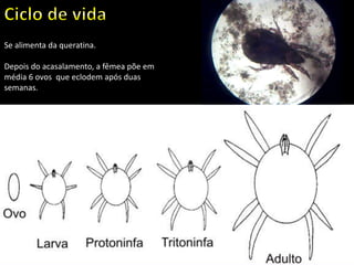 Se alimenta da queratina.
Depois do acasalamento, a fêmea põe em
média 6 ovos que eclodem após duas
semanas.
 