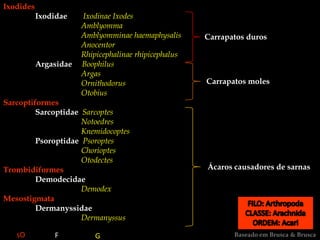 Ixodides
Ixodidae Ixodinae Ixodes
Amblyomma
Amblyomminae haemaphysalis
Anocentor
Rhipicephalinae rhipicephalus
Argasidae Boophilus
Argas
Ornithodorus
Otobius
Sarcoptiformes
Sarcoptidae Sarcoptes
Notoedres
Knemidocoptes
Psoroptidae Psoroptes
Chorioptes
Otodectes
Trombidiformes
Demodecidae
Demodex
Mesostigmata
Dermanyssidae
Dermanyssus
Carrapatos duros
Carrapatos moles
Ácaros causadores de sarnas
Baseado em Brusca & BruscaF GsO
 