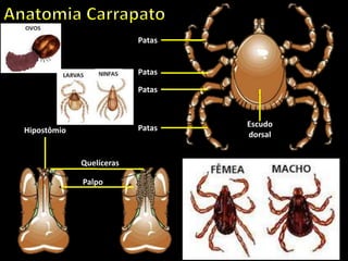 Patas
Patas
Patas
Patas Escudo
dorsal
Quelíceras
Palpo
Hipostômio
IDIOSOMA
 