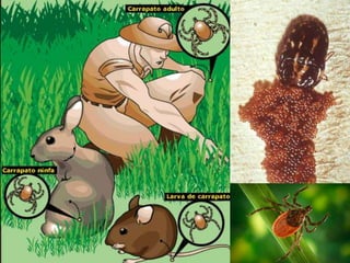 As larvas investigam no nível do chão.
As ninfas sobem um pouco mais alto na vegetação para
encontrar hospedeiros um pouco maiores.
Os adultos sobem mais alto que os outros na tentativa de
encontrar animais grandes para serem usados como
hospedeiros.
Os carrapatos duros, por outro lado, encontram comida
através de um comportamento conhecido como investigação.
Um carrapato investigador se posiciona em uma parte da
grama, uma folha ou outra vegetação. Ele estica suas patas
tenazes e espera até que os hospedeiros passem.
Os carrapatos moles geralmente vivem nos ninhos e nas
tocas dos animais. As fêmeas depositam seus ovos no ninho
de seu hospedeiro. As larvas, as ninfas e os adultos andam
pelo ninho em busca de hospedeiros. Eles costumam se
alimentar à noite e não passam muito tempo presos ao
hospedeiro.
Os carrapatos moles são uma
exceção. Muitas espécies de
carrapatos moles se
alimentam de um pouco de
sangue várias vezes e
depositam ovos diversas vezes.
Frequentemente, o macho
morre depois de se acasalar e
a fêmea morre depois de
depositar algo em torno de 2
mil a 18 mil ovos.
Aponomma komodoense
Quase invisíveis em
Dragões de comôdo
 