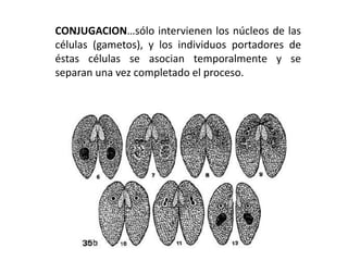 CONJUGACION…sólo intervienen los núcleos de las 
células (gametos), y los individuos portadores de 
éstas células se asocian temporalmente y se 
separan una vez completado el proceso. 
 