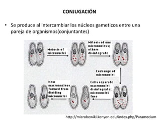 CONJUGACIÓN 
• Se produce al intercambiar los núcleos gameticos entre una 
pareja de organismos(conjuntantes) 
http://microbewiki.kenyon.edu/index.php/Paramecium 
 