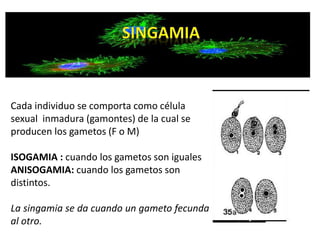 Cada individuo se comporta como célula 
sexual inmadura (gamontes) de la cual se 
producen los gametos (F o M) 
ISOGAMIA : cuando los gametos son iguales 
ANISOGAMIA: cuando los gametos son 
distintos. 
La singamia se da cuando un gameto fecunda 
al otro. 
 