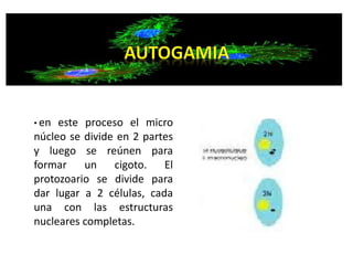 • en este proceso el micro 
núcleo se divide en 2 partes 
y luego se reúnen para 
formar un cigoto. El 
protozoario se divide para 
dar lugar a 2 células, cada 
una con las estructuras 
nucleares completas. 
 