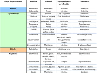 Grupo de protozoarios Géneros Huésped Lugar preferente 
de infección 
Enfermedad 
Amebas Entamoeba 
Iodamoeba 
Mamíferos 
Cerdos 
Intestino 
Intestino 
Amebiasis 
Enteritis 
Esporozoarios Babesia 
Theileria 
Sarcocystis 
Toxoplasma 
Isospora 
Eimeria 
Plasmodium 
Leucoytozoon 
Cryptosporidium 
Bovinos 
Bovinos, ovejas y 
cabras 
Mamíferos y aves 
Gatos 
Perros 
Bovinos, gatos 
pollos, cerdos 
Muchos animales 
Aves 
Mamíferos 
Cels. Sanguíneas 
Cels. Sanguíneas 
Músculos 
Intestino 
Intestino 
Intestino 
Torrente 
sanguíneo, hígado 
Bazo, pulmones, 
sangre 
Intestino 
Babesiosis 
Theileriasis 
Sarcosporidiosis 
Toxoplasmosis 
Coccidiosis 
Coccidiosis 
Paludismo (malaria) 
Leucocitozoonosis 
Criptosporidiosis 
Ciliados Balantidium Cerdos Intestino grueso Balantidiasis 
Flagelados Leishmania 
Trypanosoma 
Trichomonas 
Histomonas 
Giardia 
Perros, gatos, 
caballos, ovejas, 
bovinos 
Mayoría de los 
animales 
Caballos, Bovinos 
Aves 
Mamíferos 
Bazo, médula ósea, 
mucosas 
Sangre 
Aparato genital 
Intestino 
Intestino 
Leishmaniasis 
Tripanosomiasis 
Tricomoniasis (aborto) 
Enfermedad de la cabeza negra 
Giardiasis 
 