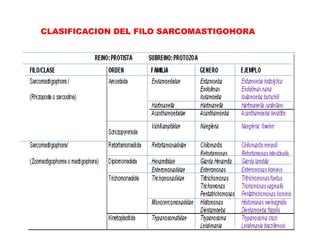 CLASIFICACION DEL FILO SARCOMASTIGOHORA 
 