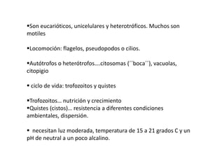 Son eucarióticos, unicelulares y heterotróficos. Muchos son 
motiles 
Locomoción: flagelos, pseudopodos o cilios. 
Autótrofos o heterótrofos….citosomas (´´boca´´), vacuolas, 
citopigio 
 ciclo de vida: trofozoitos y quistes 
Trofozoitos… nutrición y crecimiento 
Quistes (cistos)… resistencia a diferentes condiciones 
ambientales, dispersión. 
 necesitan luz moderada, temperatura de 15 a 21 grados C y un 
pH de neutral a un poco alcalino. 
 