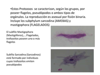 •Estos Protozoos se caracterizan, según los grupos, por 
poseer flagelos, pseudópodos o ambos tipos de 
orgánulos. La reproducción es asexual por fisión binaria. 
Incluye los subphylum sarcodina (AMEBAS) y 
mastigophora (FLAGELADOS) 
El subfilo Mastigophora 
(Mastigóforos),….Flagelados, 
trofozoítos poseen uno o más 
flagelos 
Subfilo Sarcodina (Sarcodinos) 
está formado por individuos 
cuyos trofozoítos emiten 
pseudópodos 
 