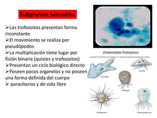Subphylum Sarcodina 
Los trofozoitos presentan forma 
inconstante 
El movimiento se realiza por 
pseudópodos 
La multiplicación tiene lugar por 
fisión binaria (quistes y trofozoitos) 
Presentan un ciclo biológico directo 
Poseen pocos organelos y no poseen 
una forma definida del cuerpo 
 parasitarios y de vida libre 
Entamoeba histolytica 
 
