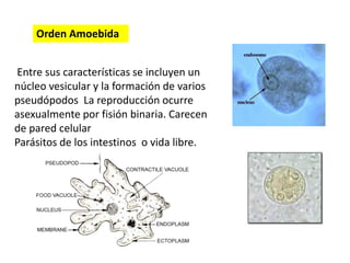Orden Amoebida 
Entre sus características se incluyen un 
núcleo vesicular y la formación de varios 
pseudópodos La reproducción ocurre 
asexualmente por fisión binaria. Carecen 
de pared celular 
Parásitos de los intestinos o vida libre. 
 