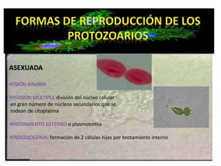 ASEXUADA 
•FISIÓN BINARIA 
•DIVISIÓN MÚLTIPLE división del núcleo celular 
en gran número de núcleos secundarios que se 
rodean de citoplasma 
•BROTAMIENTO EXTERNO o plasmotomía 
•ENDODIOGENIA: formación de 2 células hijas por brotamiento interno 
 