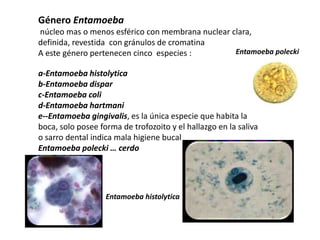 Género Entamoeba 
núcleo mas o menos esférico con membrana nuclear clara, 
definida, revestida con gránulos de cromatina 
A este género pertenecen cinco especies : 
a-Entamoeba histolytica 
b-Entamoeba dispar 
c-Entamoeba coli 
d-Entamoeba hartmani 
e--Entamoeba gingivalis, es la única especie que habita la 
boca, solo posee forma de trofozoito y el hallazgo en la saliva 
o sarro dental indica mala higiene bucal 
Entamoeba polecki … cerdo 
Entamoeba histolytica 
Entamoeba polecki 
 